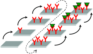 Graphical abstract: Dynamic protein adsorption in microchannels by “stop-flow” and continuous flow