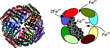 Graphical abstract: Formation of protein-coated iron minerals