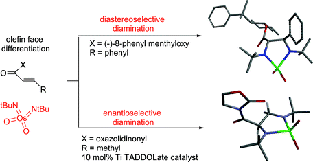 Graphical abstract: The development of asymmetric diamination of alkenes with imido-osmium reagents