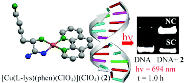 Graphical abstract: Red-light photosensitized cleavage of DNA by (l-lysine)(phenanthroline base)copper(ii) complexes