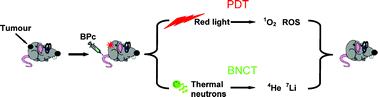 Graphical abstract: A novel 10B-enriched carboranyl-containing phthalocyanine as a radio- and photo-sensitising agent for boron neutron capture therapy and photodynamic therapy of tumours: in vitro and in vivo studies