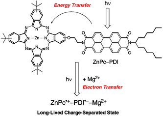 Graphical abstract: Formation of a long-lived charge-separated state of a zinc phthalocyanine-perylenediimide dyad by complexation with magnesium ion