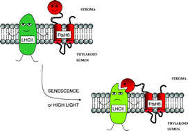 Graphical abstract: Degradation of the main Photosystem II light-harvesting complex