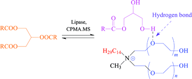 Graphical abstract: New opportunity for enzymatic modification of fats and oils with industrial potentials