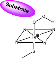 Graphical abstract: Cryoreduction EPR and 13C, 19F ENDOR study of substrate-bound substates and solvent kinetic isotope effects in the catalytic cycle of cytochrome P450cam and its T252A mutant