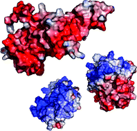 Graphical abstract: Structure and evolution of the extrinsic proteins that stabilize the oxygen-evolving engine