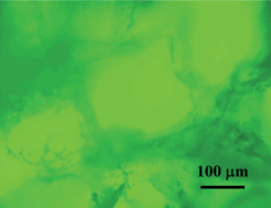 Graphical abstract: On-line fluorescent monitoring of the degradation of polymeric scaffolds for tissue engineering