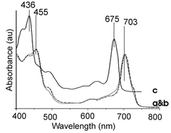 Graphical abstract: The nature of the photosystem II reaction centre in the chlorophyll d-containing prokaryote, Acaryochloris marina