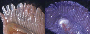 Graphical abstract: Fish mortality during sea salt episodes—catchment liming as a countermeasure