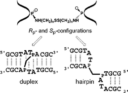 Graphical abstract: Structural arrangement of DNA constrained by a cross-linker