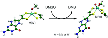 Graphical abstract: The nature and function of the catalytic centres of the DMSO reductases
