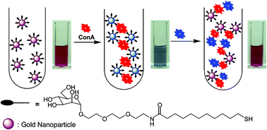 Graphical abstract: Gold nanoparticle-based competitive colorimetric assay for detection of protein–protein interactions