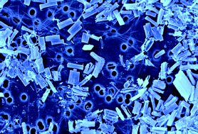 Graphical abstract: Trace metals speciation in coastal particulate matter for marine environmental studies in Antarctica