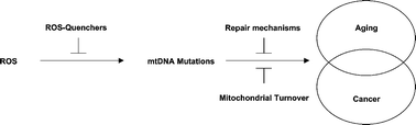 Graphical abstract: Repair of mitochondrial DNA in aging and carcinogenesis