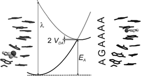 Graphical abstract: Static and dynamic aspects of DNA charge transfer: a theoretical perspective