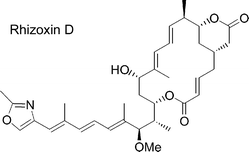 Graphical abstract: A total synthesis of the antitumour macrolide rhizoxin D