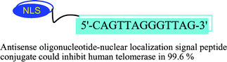 Graphical abstract: Controlled intracellular localization and enhanced antisense effect of oligonucleotides by chemical conjugation