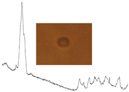 Graphical abstract: Micro-Raman spectroscopic identification of bacterial cells of the genus Staphylococcus and dependence on their cultivation conditions