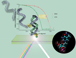 Graphical abstract: Determination of affinity constants of locked nucleic acid (LNA) and DNA duplex formation using label free sensor technology