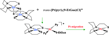 Graphical abstract: Thiolate-bridged heterodinuclear platinum–zinc chelates as models for ternary platinum–DNA–protein complexes and zinc ejection from zinc fingers. Evidence from studies using ESI-mass spectrometry