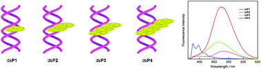 Graphical abstract: Helical pyrene-array along the outside of duplex RNA