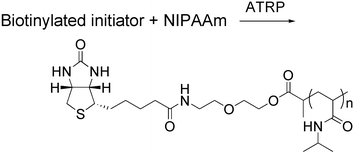 Graphical abstract: One-step synthesis of low polydispersity, biotinylated poly(N-isopropylacrylamide) by ATRP