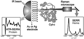 Graphical abstract: Redox and redox-coupled processes of heme proteins and enzymes at electrochemical interfaces