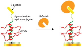 Graphical abstract: Immobilization of RNase S-Peptide on a single-stranded DNA-fixed gold surface and effective masking of its surface by an acridinyl poly(ethylene glycol)