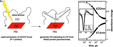 Graphical abstract: Geminate carbon monoxide rebinding to a c-type haem