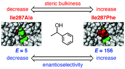 Graphical abstract: Rational control of enantioselectivity of lipase by site-directed mutagenesis based on the mechanism