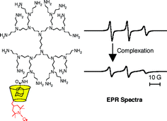 Graphical abstract: Spin-labelled cyclodextrins as hosts for large supramolecular assemblies