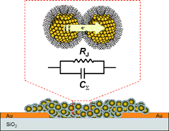 Graphical abstract: Analysis of charge transport in arrays of 28 kDa nanocrystal gold molecules