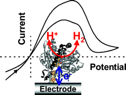 Graphical abstract: Hydrogen cycling by enzymes: electrocatalysis and implications for future energy technology