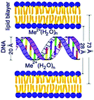 Graphical abstract: Fe2+ promoted peroxidation of 1,2-diacyl-sn-glycero-3-phosphocholine liposomes in the presence of calf thymus DNA