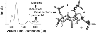 Graphical abstract: Conformation of glycosaminoglycans by ion mobility mass spectrometry and molecular modelling