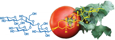 Graphical abstract: Efficient synthesis of methyl lycotetraoside, the tetrasaccharide constituent of the tomato defence glycoalkaloid α-tomatine