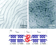 Graphical abstract: Nanostructure formation in poly(γ-benzyl-l-glutamate)–poly(ethylene glycol)–poly(γ-benzyl-l-glutamate) triblock copolymers in the solid state