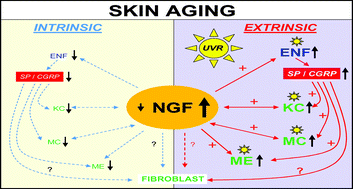Graphical abstract: Photodamage to the cutaneous sensory nerves: role in photoaging and carcinogenesis of the skin?