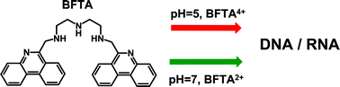 Graphical abstract: A novel bis-phenanthridine triamine with pH controlled binding to nucleotides and nucleic acids
