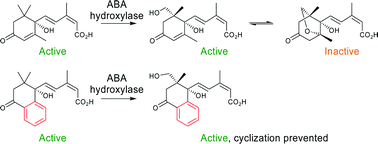 Graphical abstract: Synthesis and biological activity of tetralone abscisic acid analogues