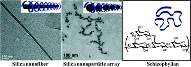 Graphical abstract: β-1,3-Glucan polysaccharide can act as a one-dimensional host to create novel silica nanofiber structures