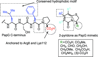 Graphical abstract: C-Terminal properties are important for ring-fused 2-pyridones that interfere with the chaperone function in uropathogenic E. coli