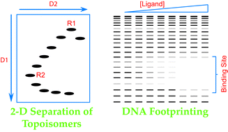 Graphical abstract: Visualising DNA: Footprinting and 1-2D Gels