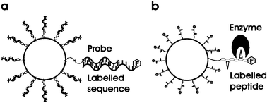 Graphical abstract: Biomolecular screening with novel organosilica microspheres