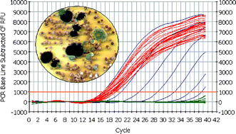 Graphical abstract: Detection and quantification of Cladosporium in aerosols by real-time PCR