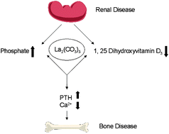 Graphical abstract: The therapeutic application of lanthanides