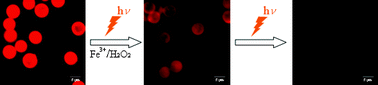 Graphical abstract: A novel route for waste water treatment: photo-assisted Fenton degradation of dye pollutants accumulated in natural polyelectrolyte microshells