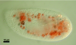 Graphical abstract: Mycosporines from freshwater yeasts: a trophic cul-de-sac?