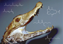 Graphical abstract: Natural products from the integument of nonavian reptiles