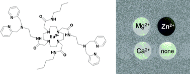 Graphical abstract: Paramagnetic lanthanide complexes as PARACEST agents for medical imaging